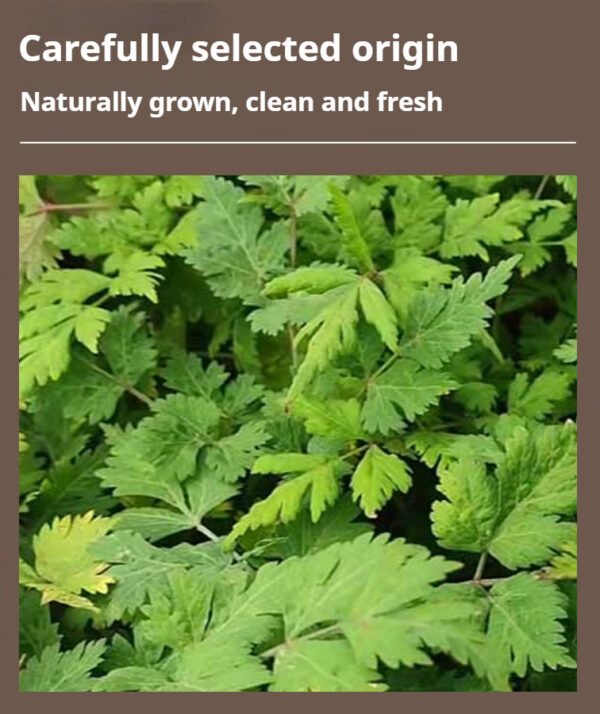 Chinese angelica root cultivation in its source region dong quai for women’s health - Image 5